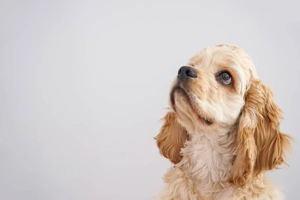 グレーの背景にアメリカのコッカー スパニエルの子犬 クローズアップ テキストのスペース — ストック写真