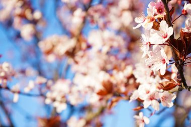 Baharda mavi gökyüzü arka planında kiraz ağacı çiçek açar. Yakın plan.