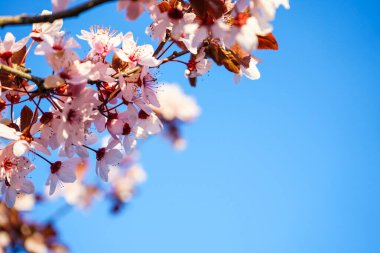 İlkbaharda kiraz ağacı çiçekleri mavi gökyüzü arka planında, pembe çiçekler, yakın plan. Metin için boşluk