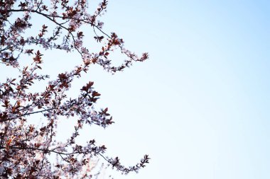 İlkbaharda kiraz ağacı çiçekleri mavi gökyüzü arka planında, pembe çiçekler. Metin için boşluk