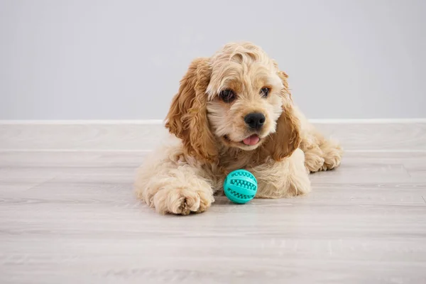 Pies Amerykański Szczeniak Cocker Spaniel Piłką Szarym Tle — Zdjęcie stockowe