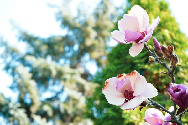 Magnolia Floraison Printemps Jardin Belles Fleurs Avec Espace Pour Texte — Photo