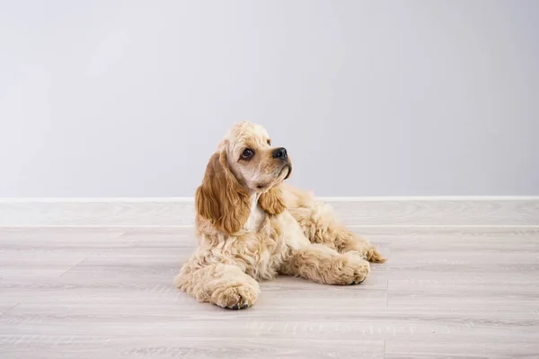 Pies Amerykański Szczeniak Cocker Spaniel Szarym Tle — Zdjęcie stockowe