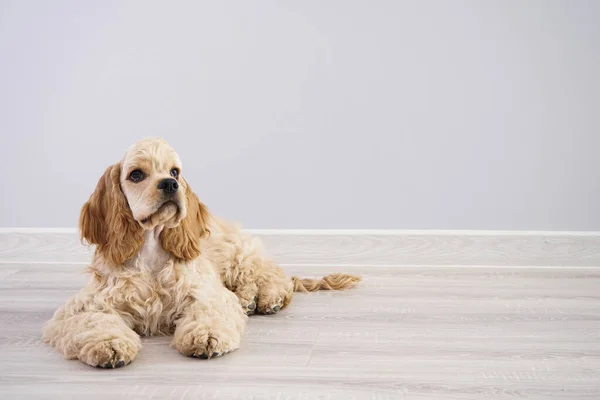 Pies Amerykański Szczeniak Cocker Spaniel Szarym Tle Miejscem Tekst — Zdjęcie stockowe