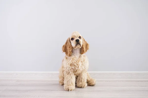 Pies Amerykański Szczeniak Cocker Spaniel Szarym Tle — Zdjęcie stockowe