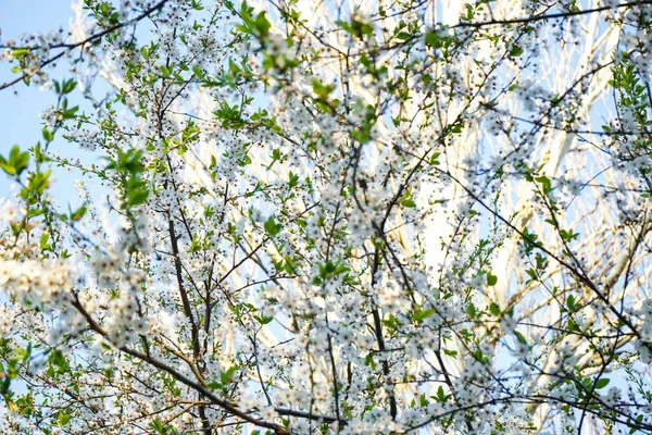 Ανθισμένο Κλαδί Κερασιάς Λευκά Λουλούδια Κοντινό Πλάνο — Φωτογραφία Αρχείου
