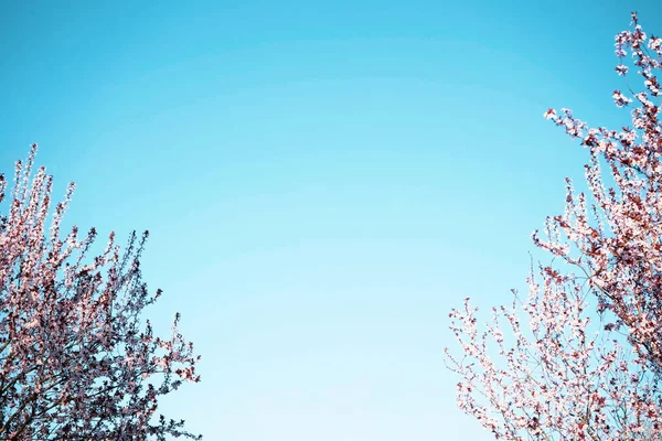 Άνθη Κερασιάς Την Άνοιξη Πάνω Από Μπλε Φόντο Του Ουρανού — Φωτογραφία Αρχείου