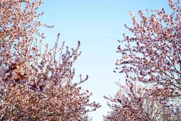 Вишневе Дерево Цвіте Квітами Навесні Фоні Блакитного Неба — стокове фото