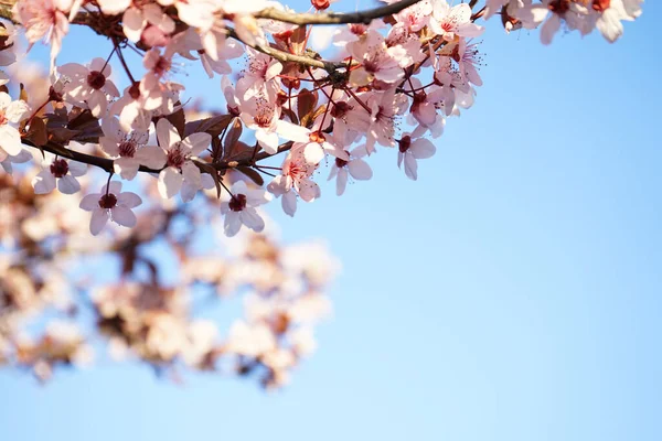 Вишневе Дерево Цвіте Квітами Навесні Синьому Фоні Природного Неба Рожеві — стокове фото