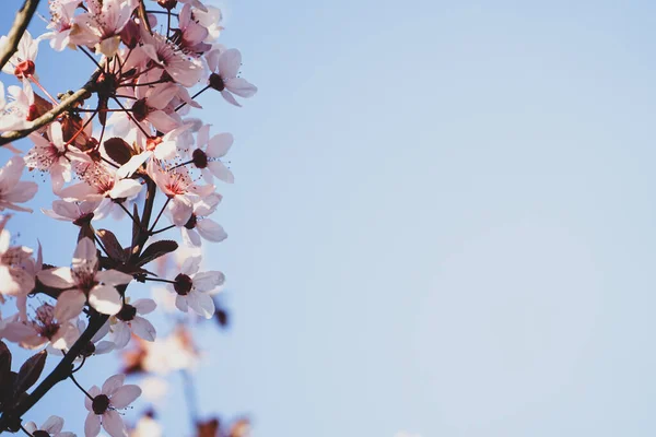 Вишневе Дерево Цвіте Квітами Навесні Синьому Фоні Природного Неба Рожеві — стокове фото