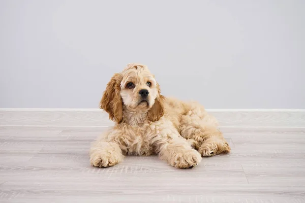 Een Hond Amerikaanse Cocker Spaniel Puppy Een Grijze Achtergrond — Stockfoto