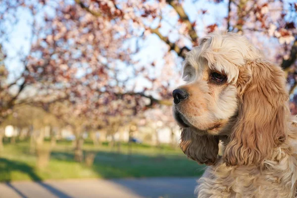 Pies Amerykański Szczeniak Cocker Spaniel Parku Zbliżenie Miejsce Tekst — Zdjęcie stockowe