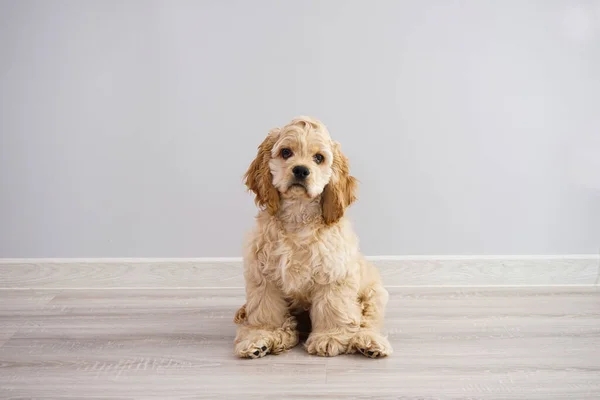 Pies Amerykański Cocker Spaniel Szczeniak Siedzi Szarym Tle — Zdjęcie stockowe