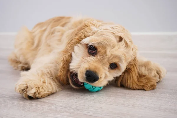 Pies Amerykański Szczeniak Cocker Spaniel Piłką Szarym Tle — Zdjęcie stockowe