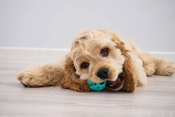 Pies Amerykański Szczeniak Cocker Spaniel Piłką Szarym Tle — Zdjęcie stockowe