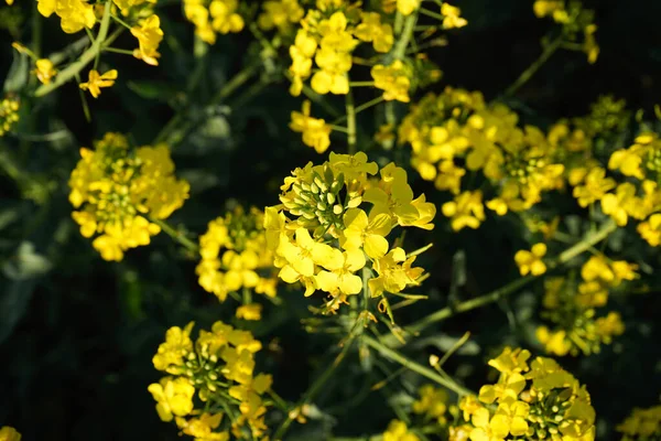 Βιασμός Στο Χωράφι Ανθισμένα Λουλούδια Κανόλας Από Κοντά Λαμπερό Κίτρινο — Φωτογραφία Αρχείου