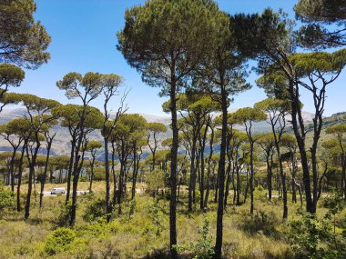 Lübnan, dağlardaki güzel ağaçlar koruluğu.