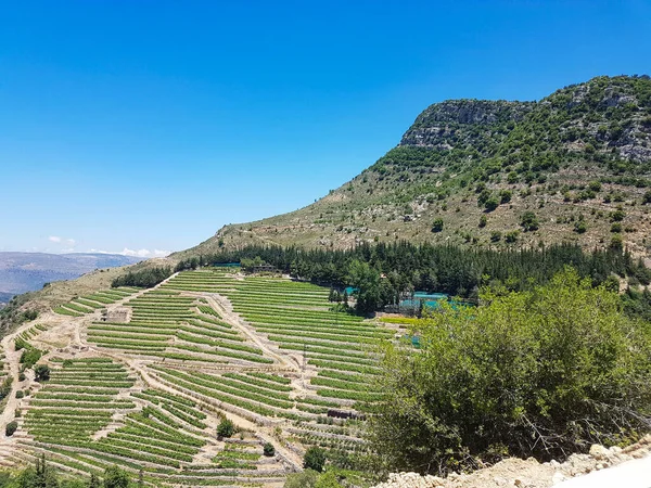 Vineyard Terasları. Lübnan dağlarındaki üzüm bağları.