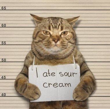 Ekşi krema bir kedi yemiş