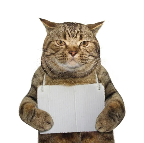 Bir işaret ile kedi — Stok fotoğraf