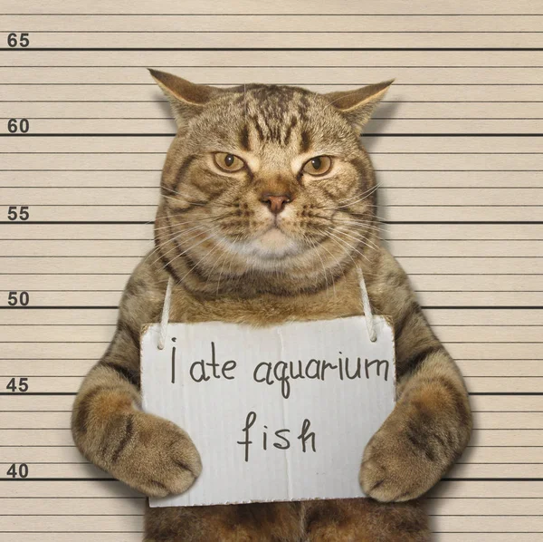 Il gatto mangiò pesci d'acquario — Foto Stock