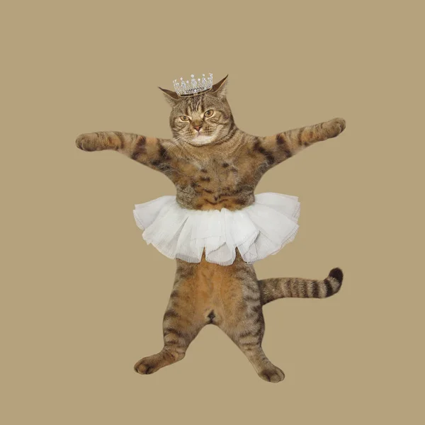Uma dançarina de ballet de gato — Fotografia de Stock