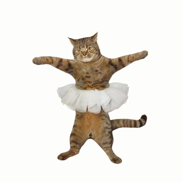 Ο χορευτής μπαλέτου γάτα — Φωτογραφία Αρχείου