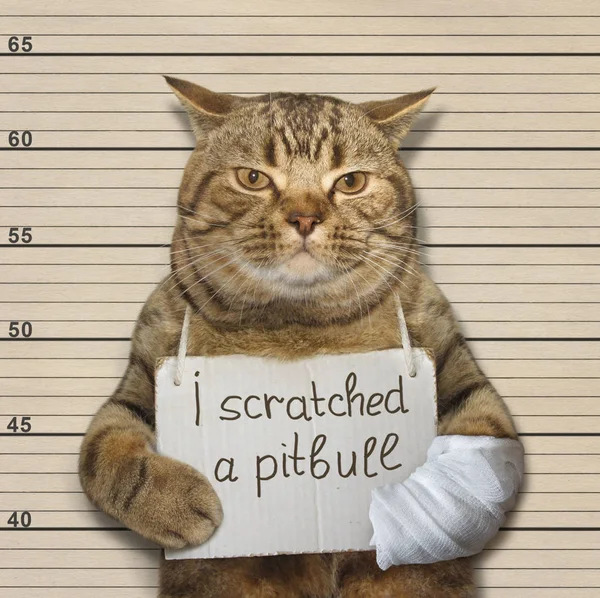 Bir kedi ve bir pitbull