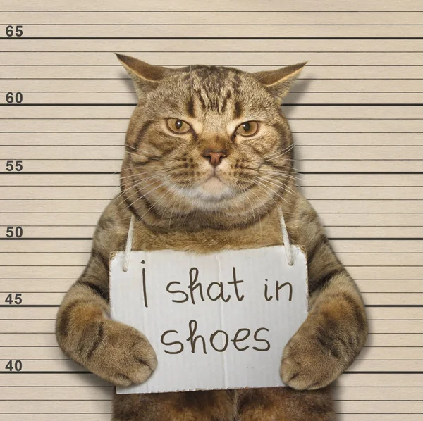 Un gato cagado en zapatos — Foto de Stock