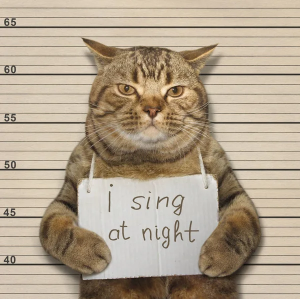 Al gato gracioso le gusta cantar por la noche. — Foto de Stock