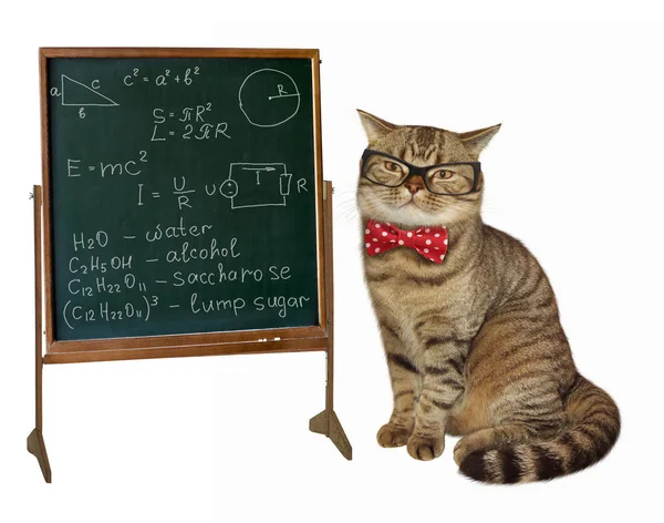  Profesör kedi