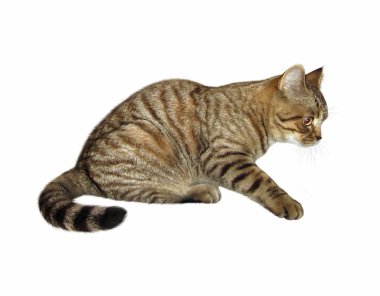 İskoç staright yavru kedi