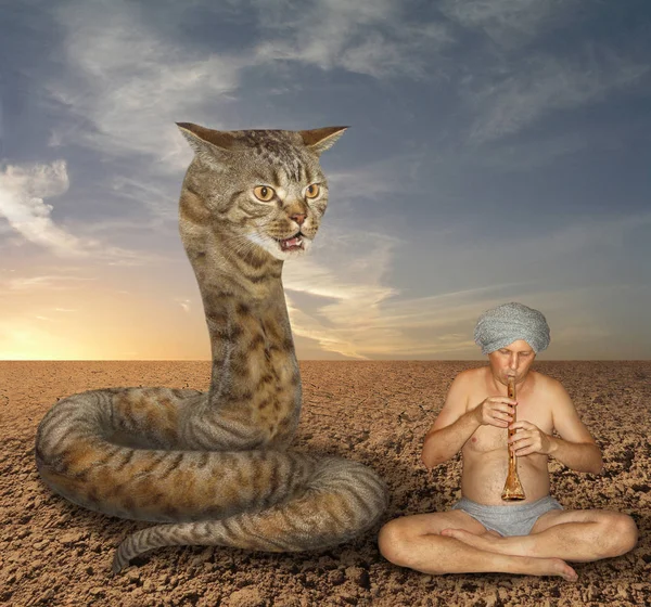 Kedi yılan ve fakir