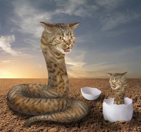 Serpente gatto e il suo cucciolo — Foto Stock