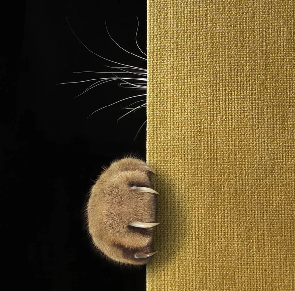 Kočičí tlapka a kníry na knize — Stock fotografie