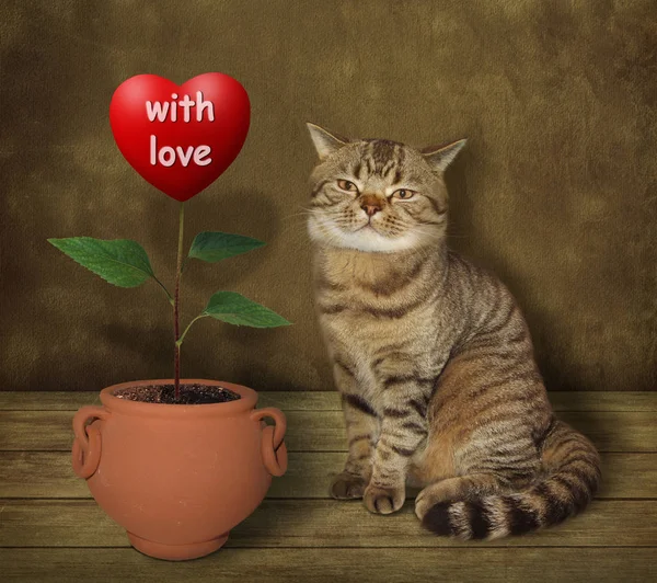 Gato agrónomo y corazón 1 — Foto de Stock