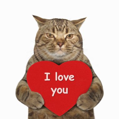3 Sanat kalp ve kedi