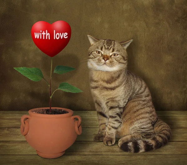 Gato agrónomo y corazón 2 — Foto de Stock
