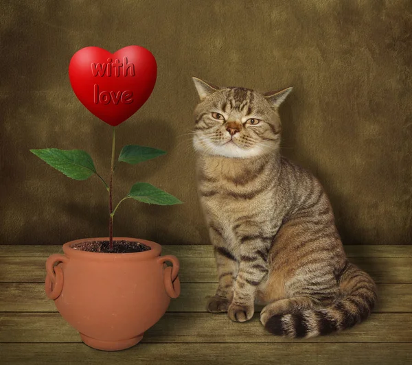 Gato agrónomo y corazón 3 — Foto de Stock