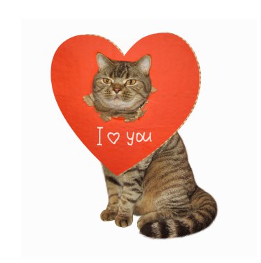 Kedi ve kırık kalp 1 sanat