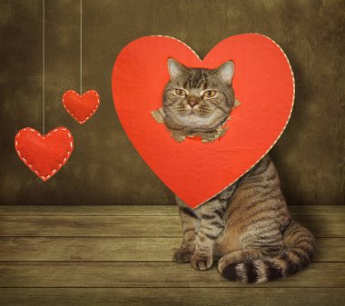 Kedi ve kırık kalp