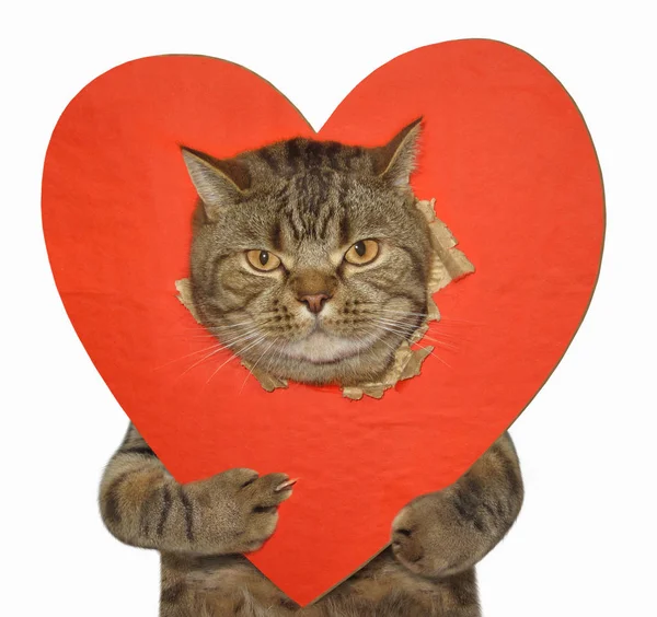 Katze und gebrochenes Herz ficken Kunst — Stockfoto