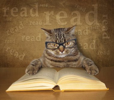 Zeki kedi gözlüklü bir kitap okur