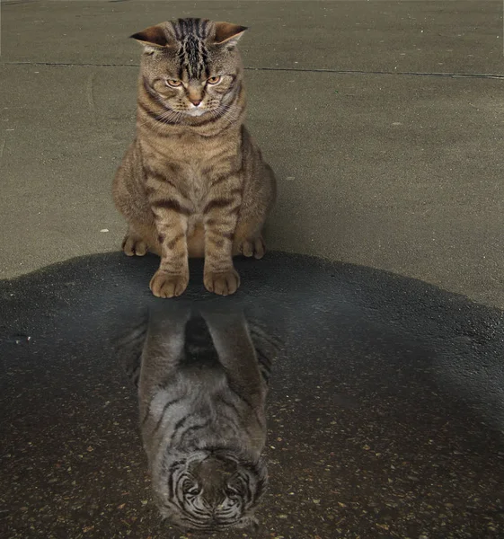 Kedi ve bir su birikintisi içinde onun yansıması