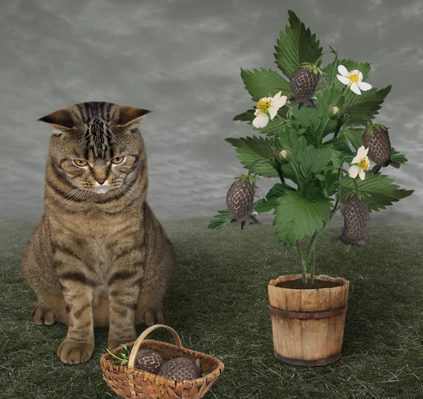 El gato agrónomo y berry mise 2 — Foto de Stock