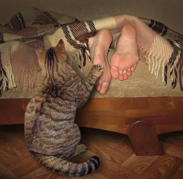 猫と彼の睡眠の所有者. — ストック写真