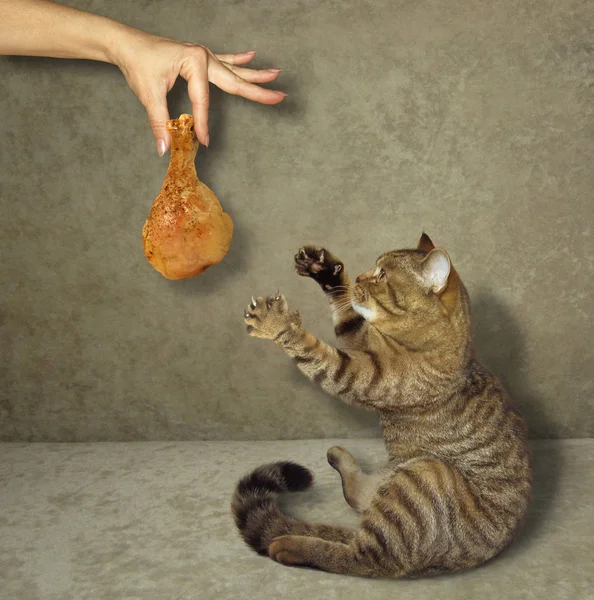 Katze und gebratene Hähnchenkeule in der Hand — Stockfoto