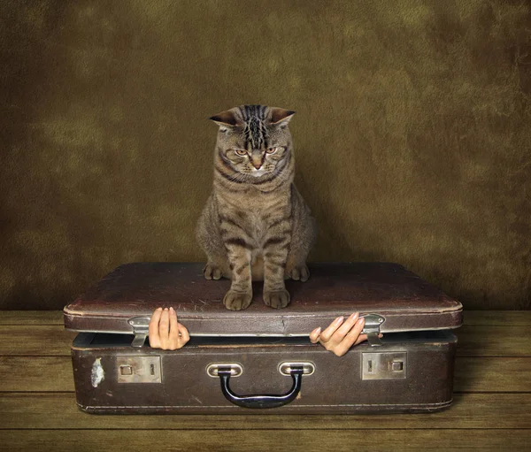 Cat and suitcase 1