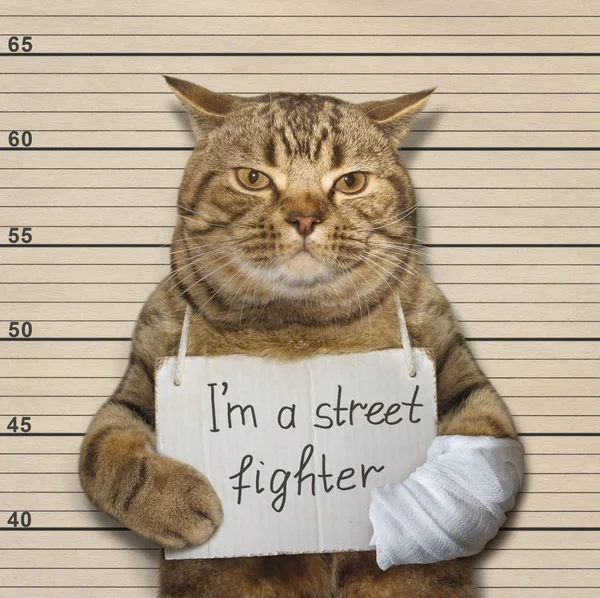 Gato malo es un luchador callejero — Foto de Stock