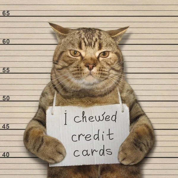 Плохой кот жевал кредитки — стоковое фото
